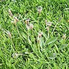 Ribwort Plantain