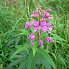 Rose-bay Willowherb