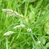 Rough Meadow-grass