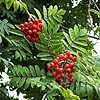 Rowan; Mountain Ash