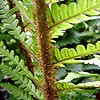 Scaly Male Fern (many golden scales on stem)