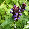 Selfheal