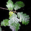 Sessile Oak (no stem on acorn)