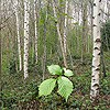 Silver Birch