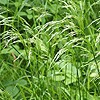 Smooth Meadow-grass