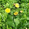 Smooth Sow Thistle