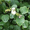 Snowberry