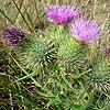 Spear Thistle