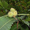 Sweet Chestnut