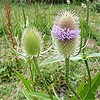 Teasel