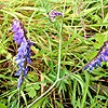 Tufted Vetch