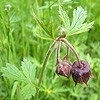 Water Avens