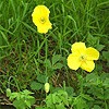 Welsh Poppy