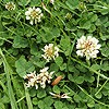 White Clover