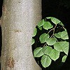 Whitebeam