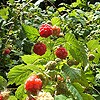 Wild Raspberry