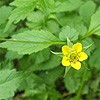 Wood Avens; Herb Bennet