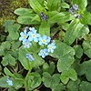 Wood Forget-me-not