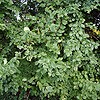 Wych Elm