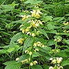 Yellow Archangel