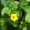 Yellow Pimpernel