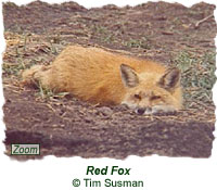 Red Fox