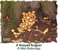 Forayed fungus!