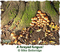 Forayed fungus!