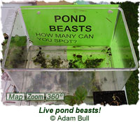 Live pond beasts!