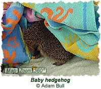 Leeds Hedgehog Sanctuary