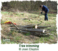 Tree trimming