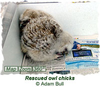 Rescued owl chicks