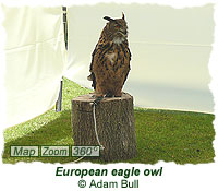 European eagle owl