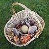 Some of the fungi species foraged