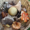 Some of the fungi species foraged
