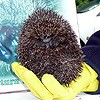 A prickly visitor from Hedgehog Care