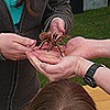 Meeting Polly the Chillean rose tarantula