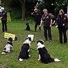 Tailwaggers Dog Disply Team