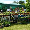 Plant stall