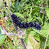 Red admiral caterpillar