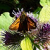 Large skipper butterfly