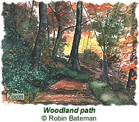 Woodland path