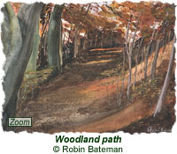 Woodland path