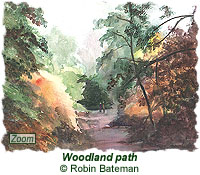 Woodland path