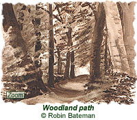 Woodland path