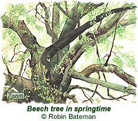 Beech tree in springtime