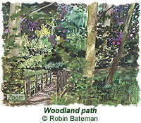 Woodland path