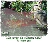 Red lurgy on Gledhow Lake!