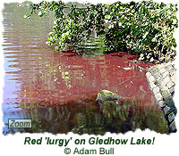 Red lurgy on Gledhow Lake!