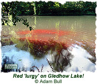 Red lurgy on Gledhow Lake!